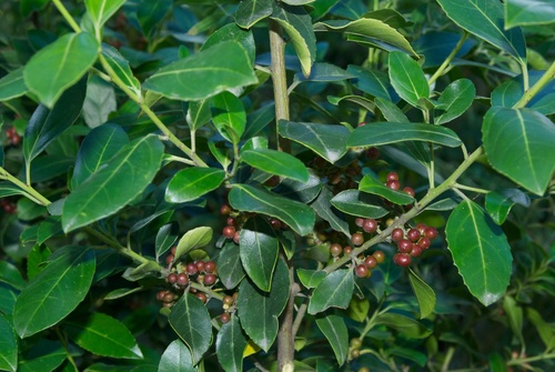Mediterranean buckthorn