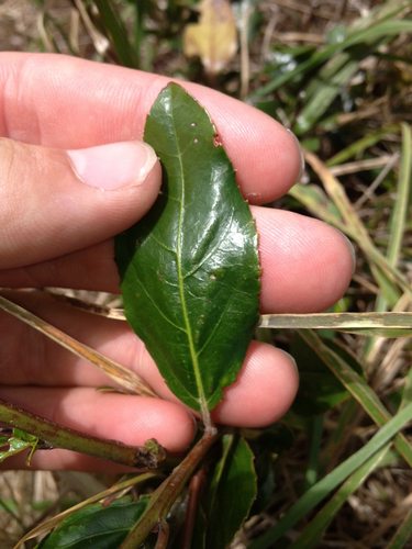 Mediterranean buckthorn