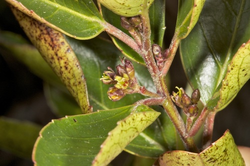 Mediterranean buckthorn
