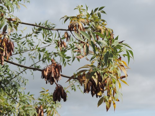 Narrow-leaved Ash