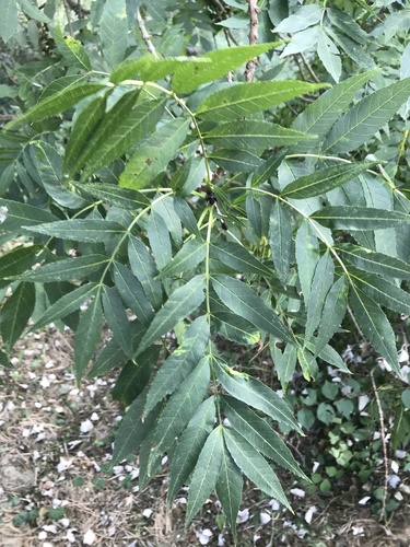Narrow-leaved Ash