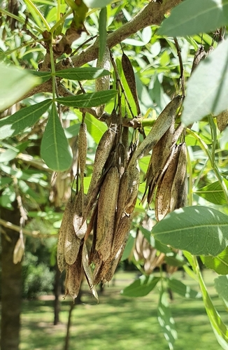 Narrow-leaved Ash