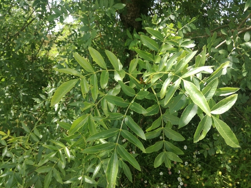 Narrow-leaved Ash