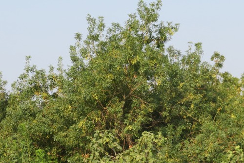 Narrow-leaved Ash