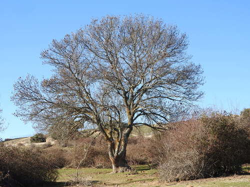 Narrow-leaved Ash