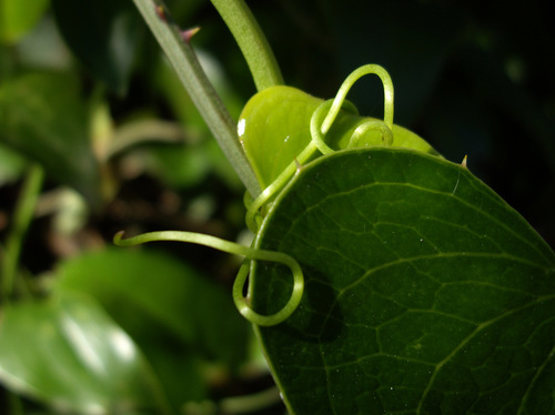 Rough Bindweed