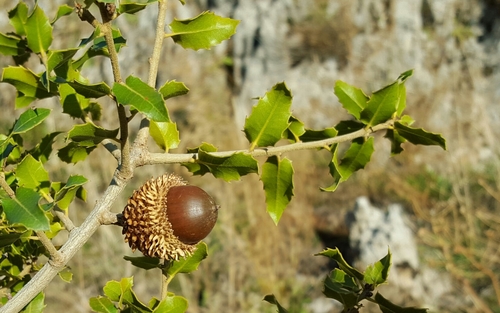 Kermes oak