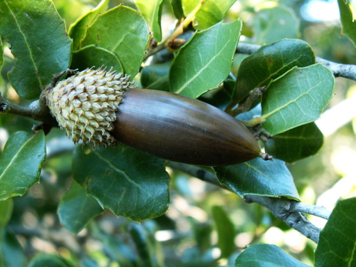 Kermes oak