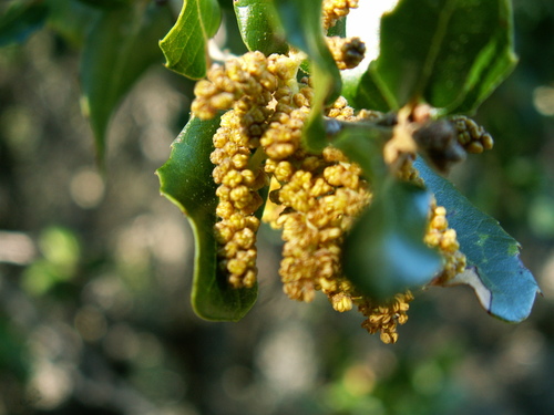 Kermes oak