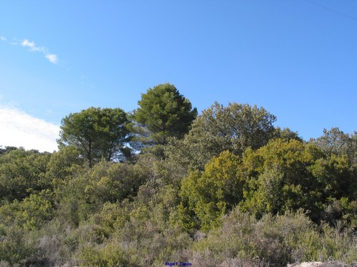 Kermes oak