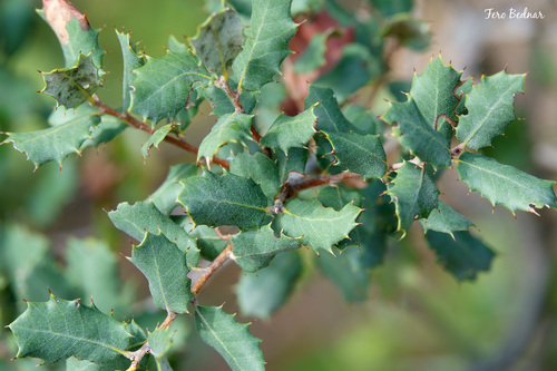 sweet acorn oak