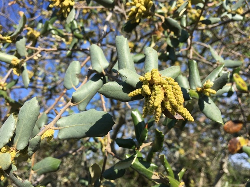 sweet acorn oak