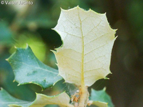 sweet acorn oak
