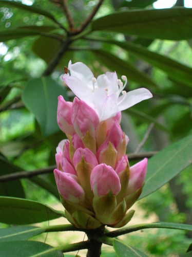 great rhododendron