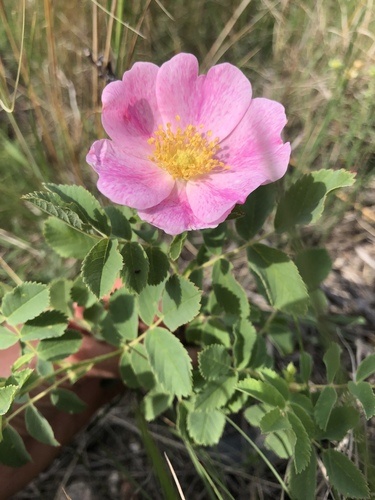 prairie rose