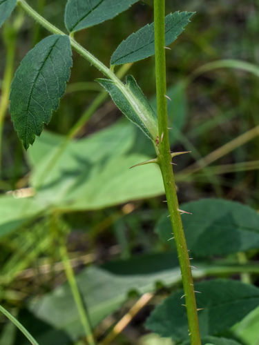 prairie rose