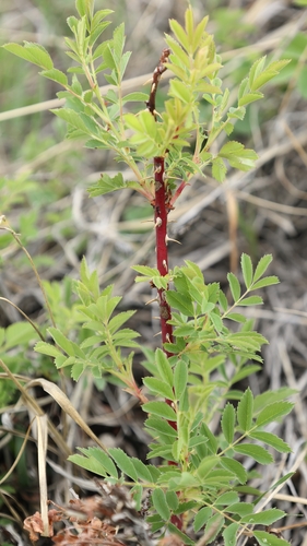 prairie rose