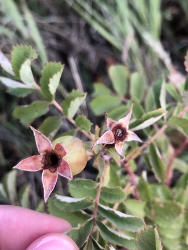 prairie rose