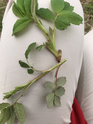 prairie rose