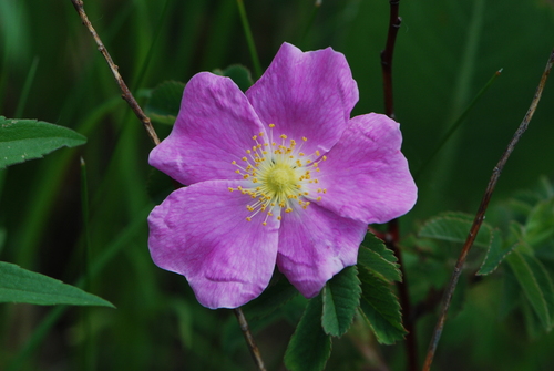 prairie rose