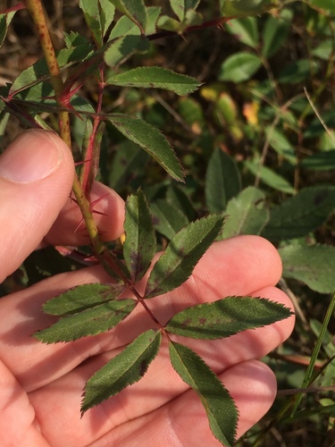 prairie rose