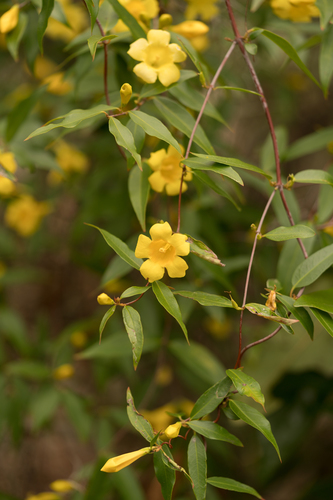 yellow jessamine