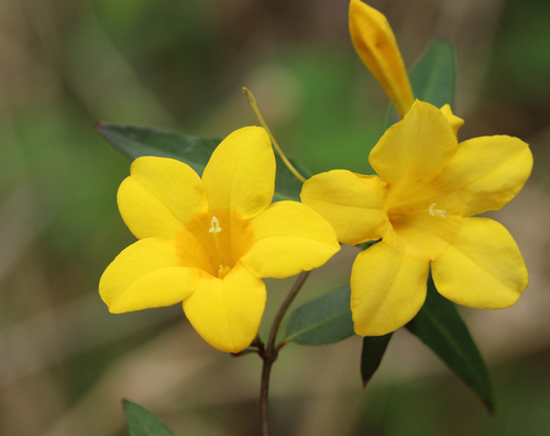 yellow jessamine