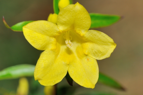 yellow jessamine