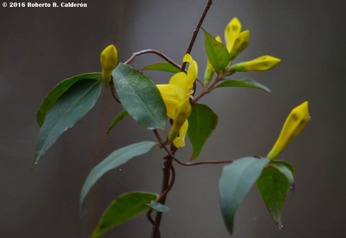yellow jessamine