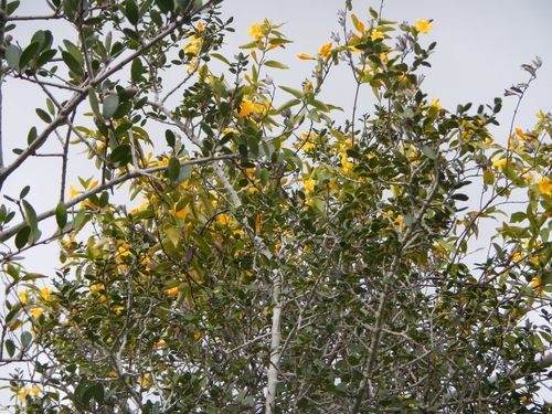 yellow jessamine
