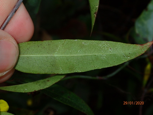 yellow jessamine