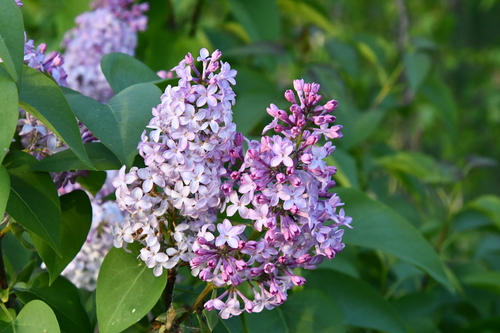 common lilac