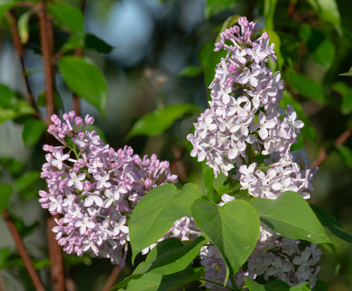 common lilac