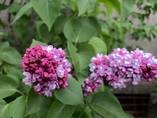 common lilac