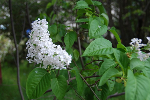 common lilac