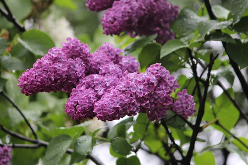 common lilac