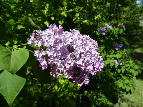 common lilac