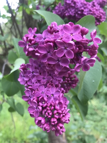 common lilac