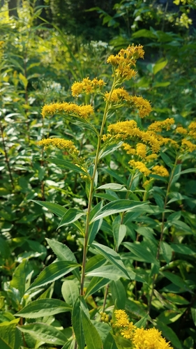 giant goldenrod
