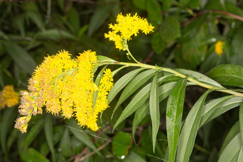 giant goldenrod