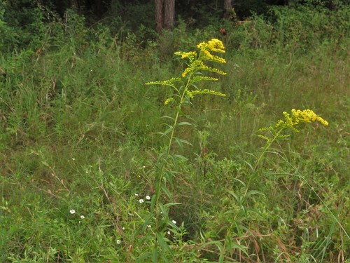 giant goldenrod