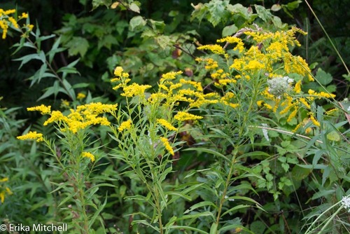 giant goldenrod