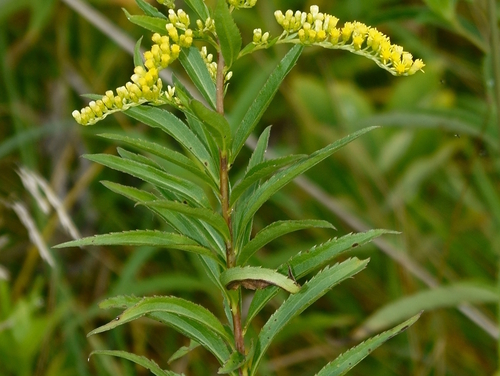 giant goldenrod