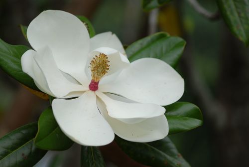 southern magnolia