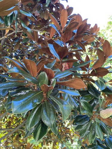 southern magnolia