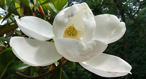 southern magnolia