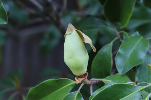 southern magnolia