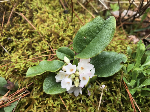 trailing arbutus