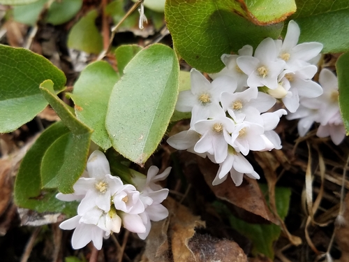 trailing arbutus