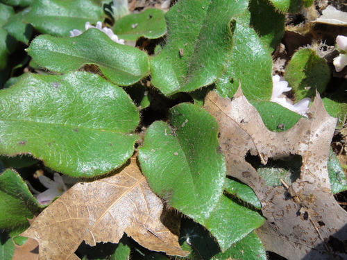 trailing arbutus